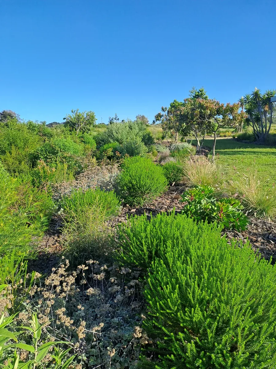 Sustainable garden design in George, Garden Route — Six Kingdoms ecological landscaping