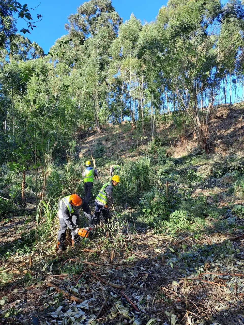 Invasive alien plant clearing on the Garden Route — Six Kingdoms ecological land management