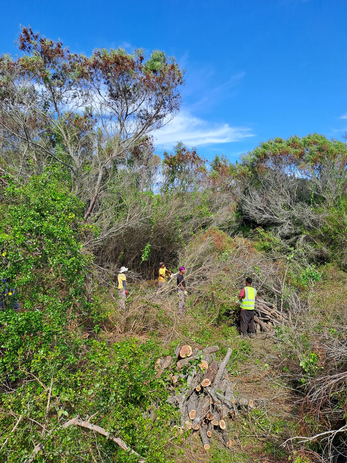 Land stewardship and invasive plant control at Langvlei Dunes, Garden Route — Six Kingdoms ecological restoration