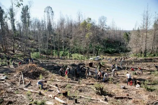 Greenpop Forests For Life reforestation and land stewardship, Garden Route — Six Kingdoms